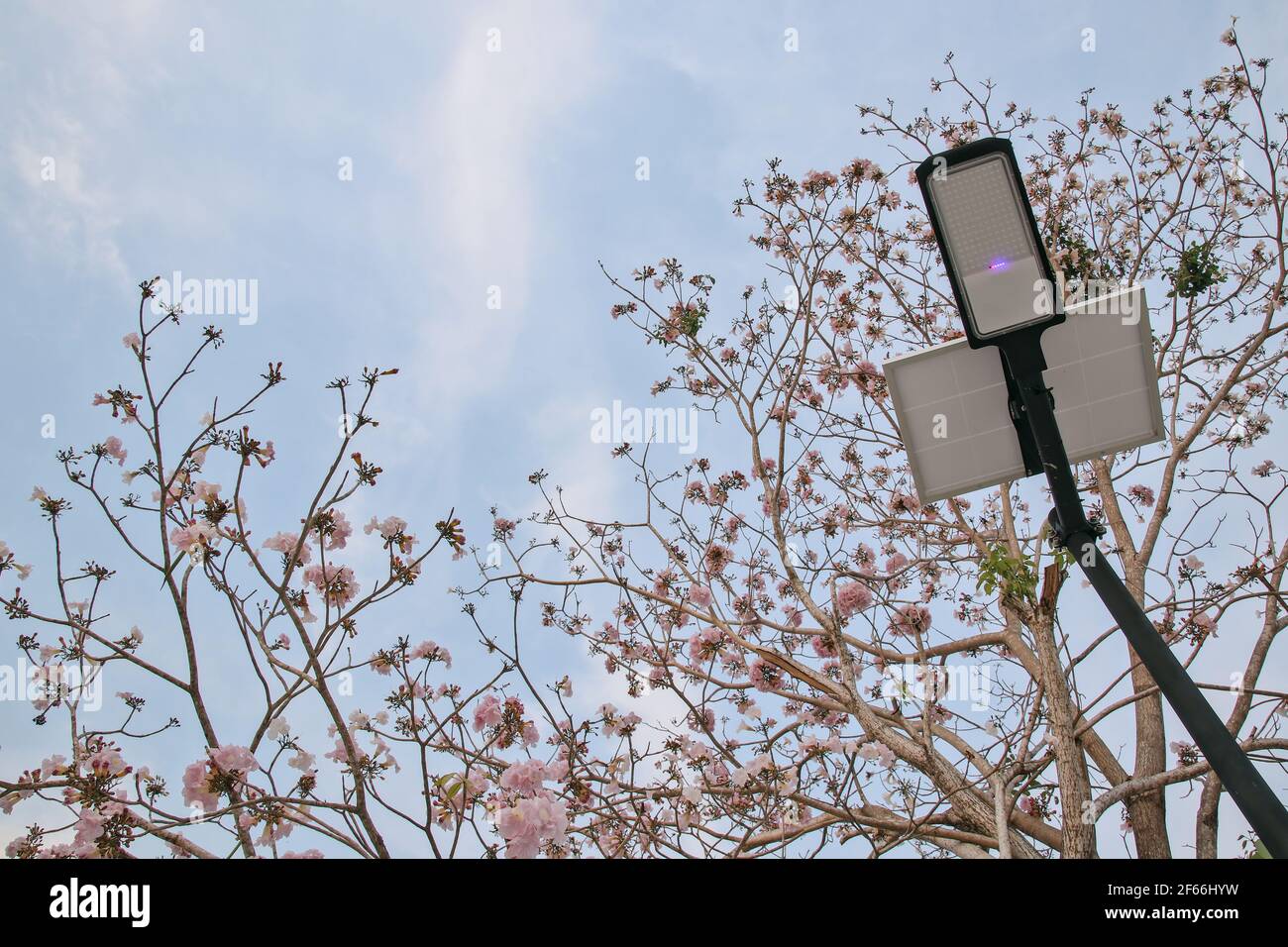 Ready to use solar cells. With a beautiful blossoming Phaya Sua Krong flower as a background, the concept of nature and technology can coexist. Stock Photo