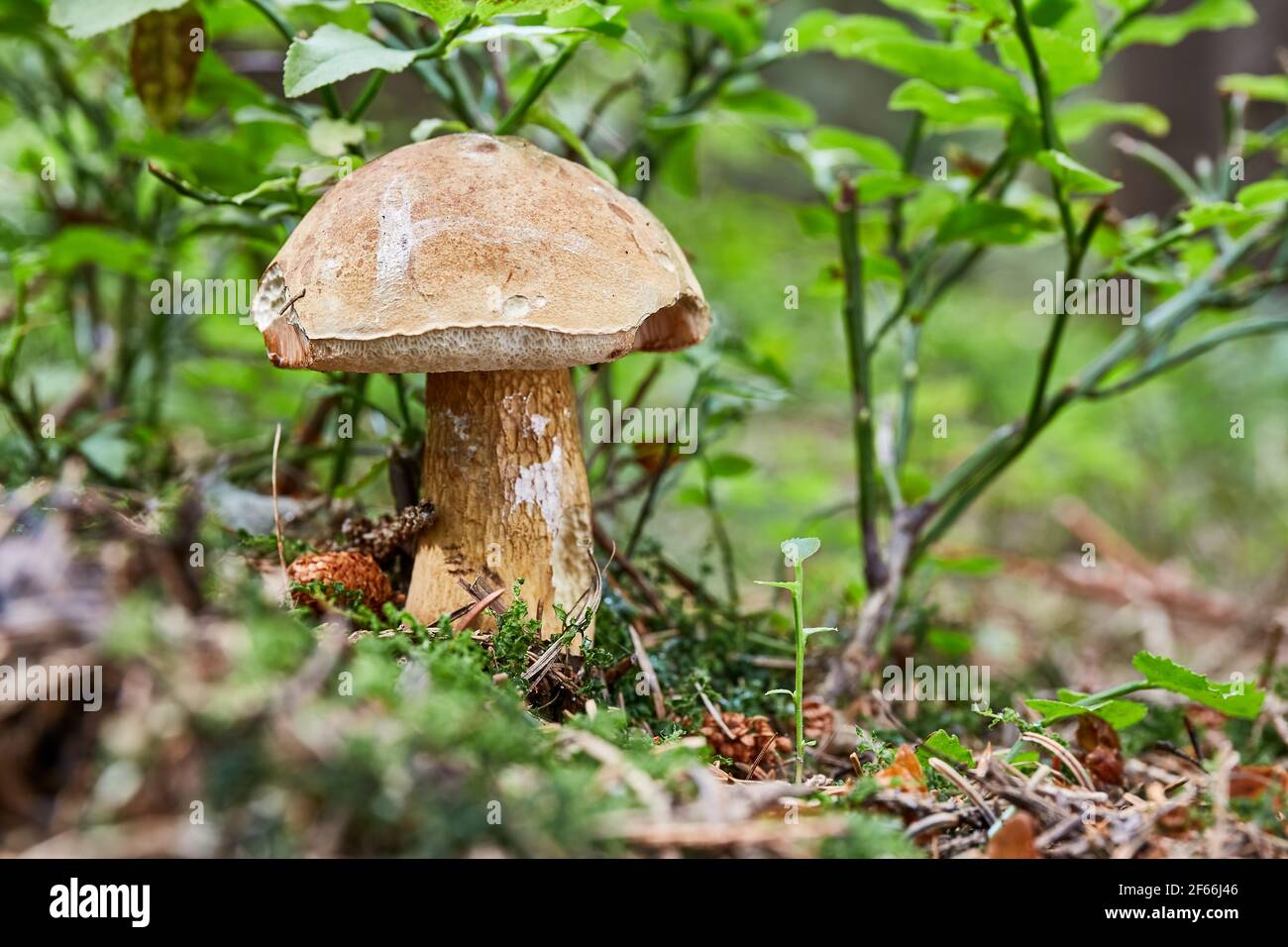 Tylopilus felleus - inedible mushroom. Fungus in the natural environment. English: bitter bolete, bitter tylopilus Stock Photo