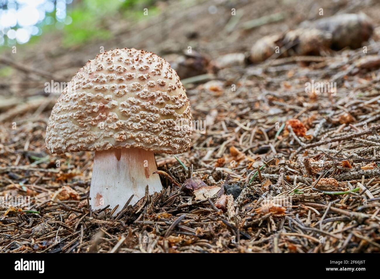Amanita rubescens - edible mushroom. Fungus in the natural environment. English: blusher Stock Photo