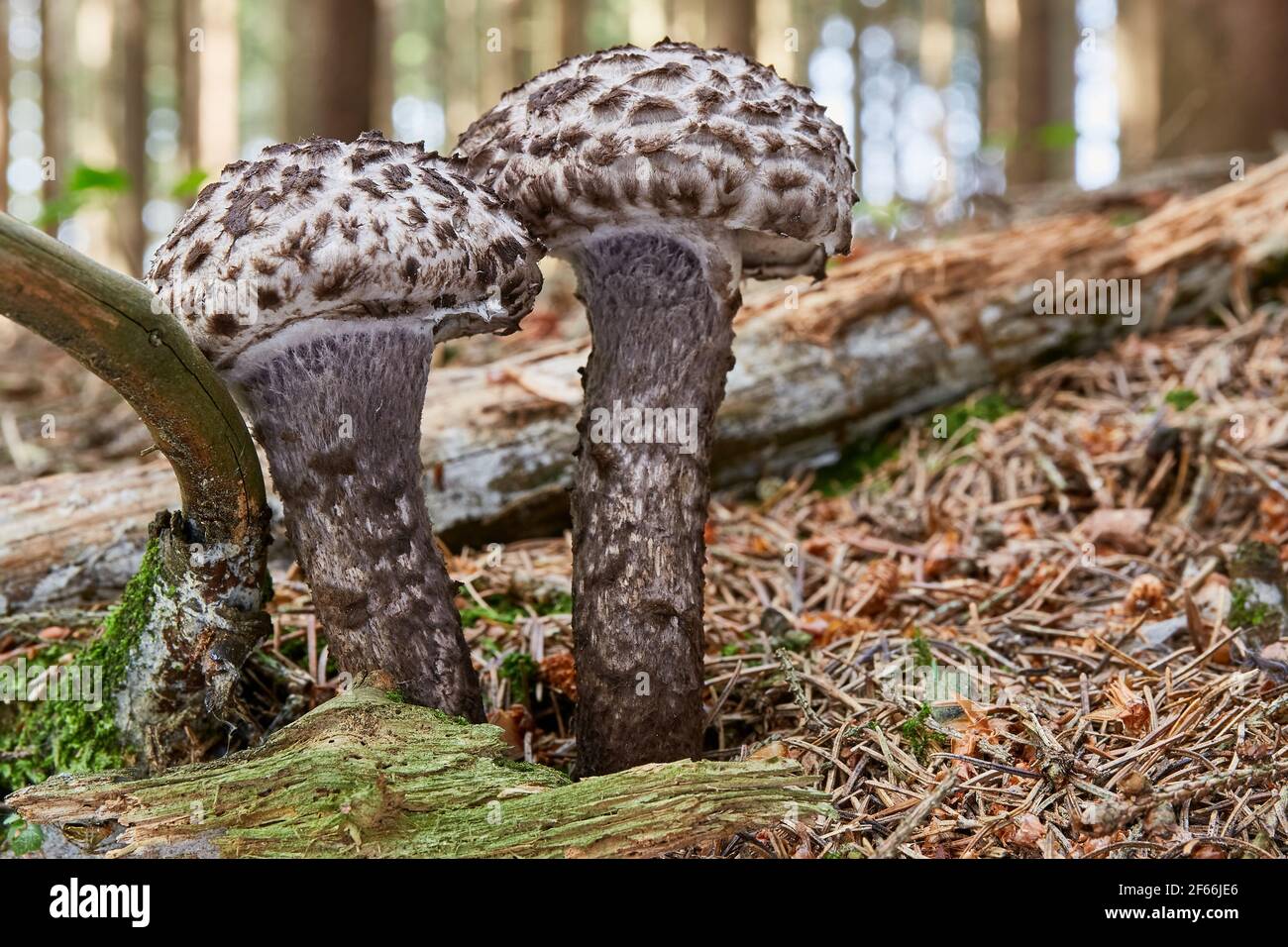 Strobilomyces floccopus - edible mushroom. Fungus in the natural environment. English: old man of the woods. Czech: Siskovec cerny Stock Photo