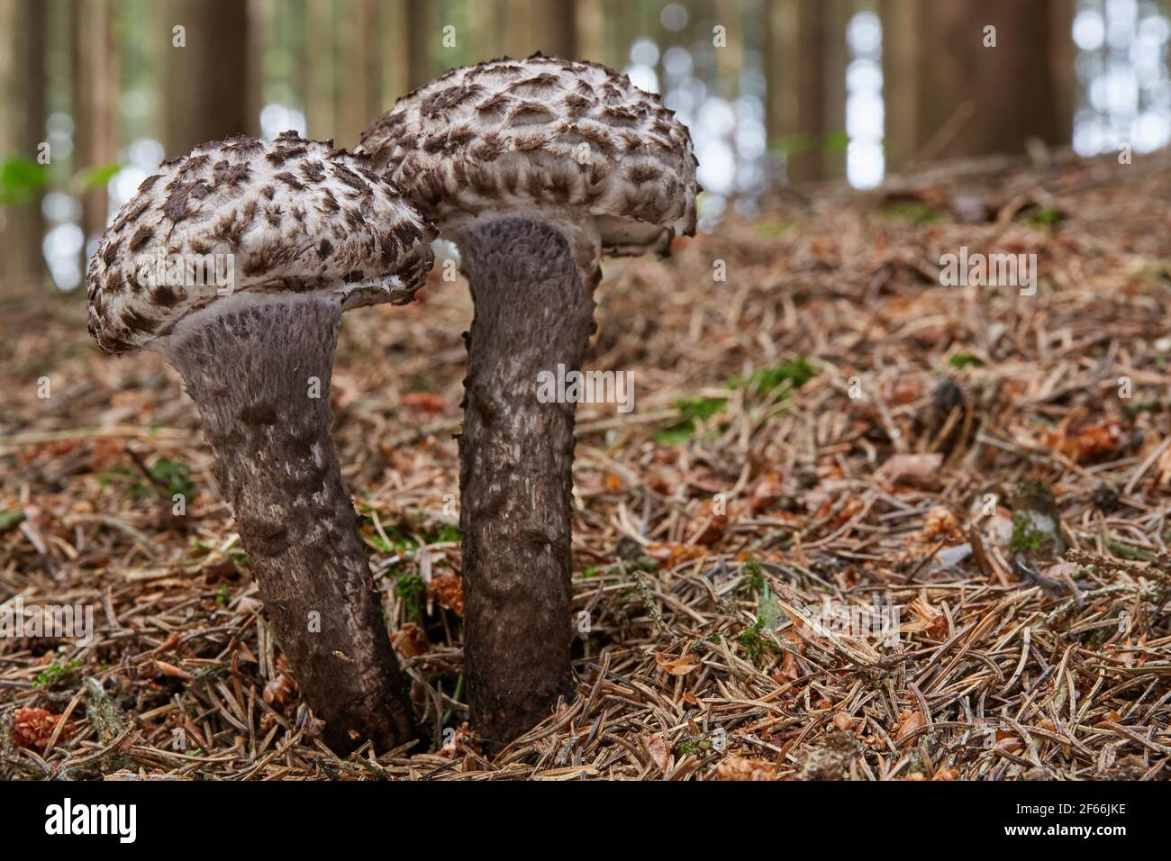 Strobilomyces floccopus - edible mushroom. Fungus in the natural environment. English: old man of the woods. Czech: Siskovec cerny Stock Photo