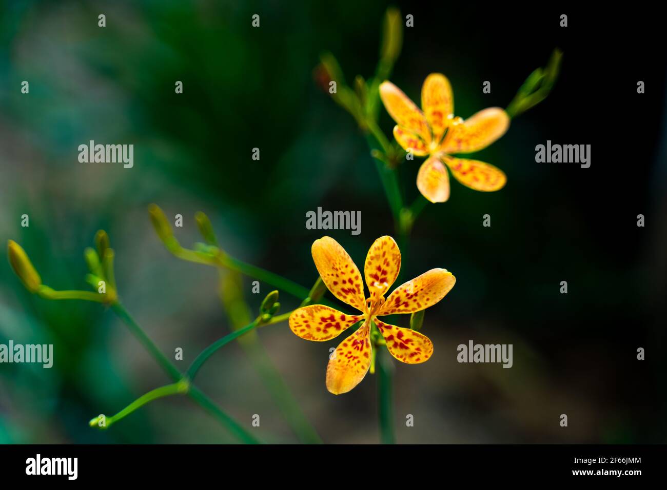 Yellow flower, yellow red flower, twin flower, bokeh flower, six petal flower, hexa petal flower. Stock Photo