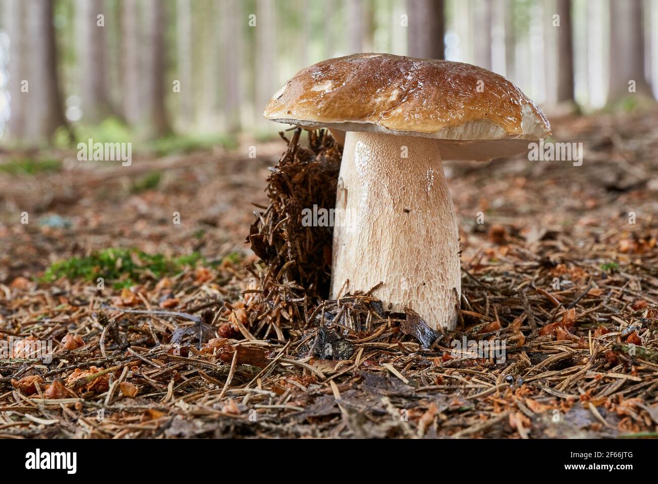 Boletus edulis edible mushroom. Fungus in the natural environment