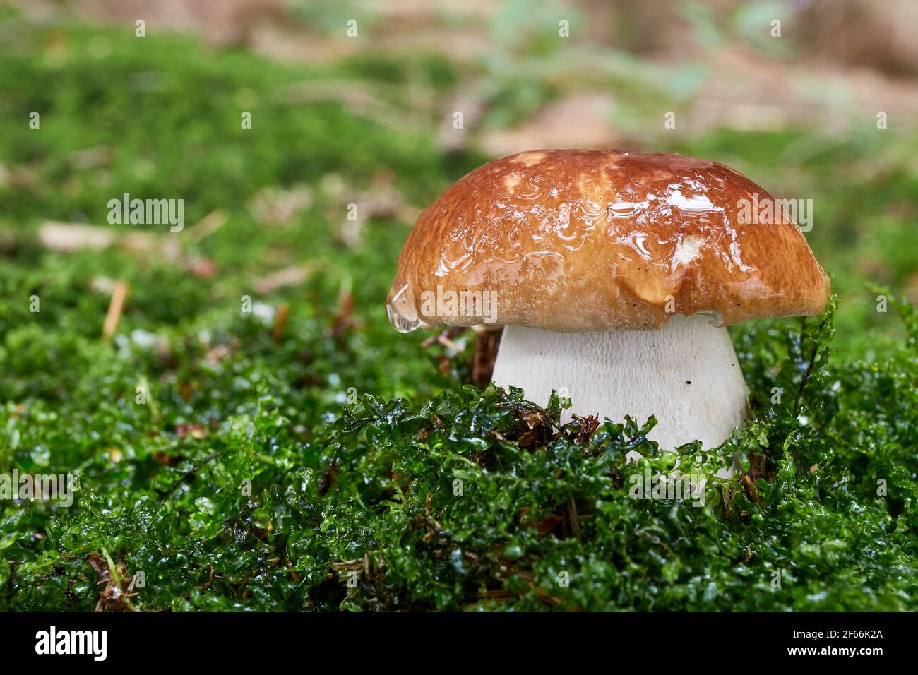 Boletus edulis edible mushroom. Fungus in the natural environment
