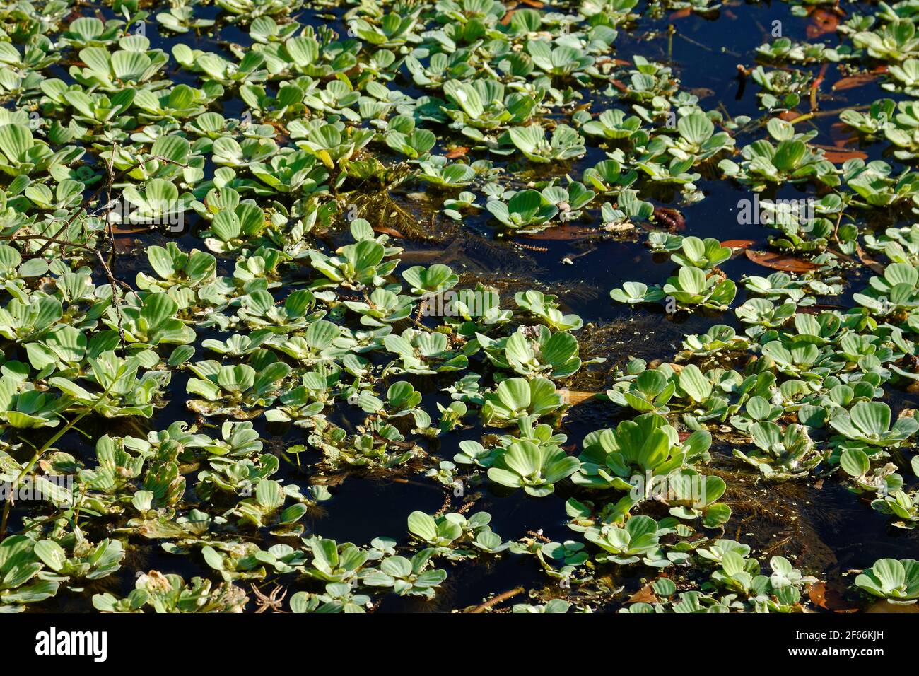 water lettuce, green vegetation, aquatic plant, nature, Pistia stratiotes, invasive species, Circle B Bar Reserve, Florida, Lakeland, FL, spring Stock Photo