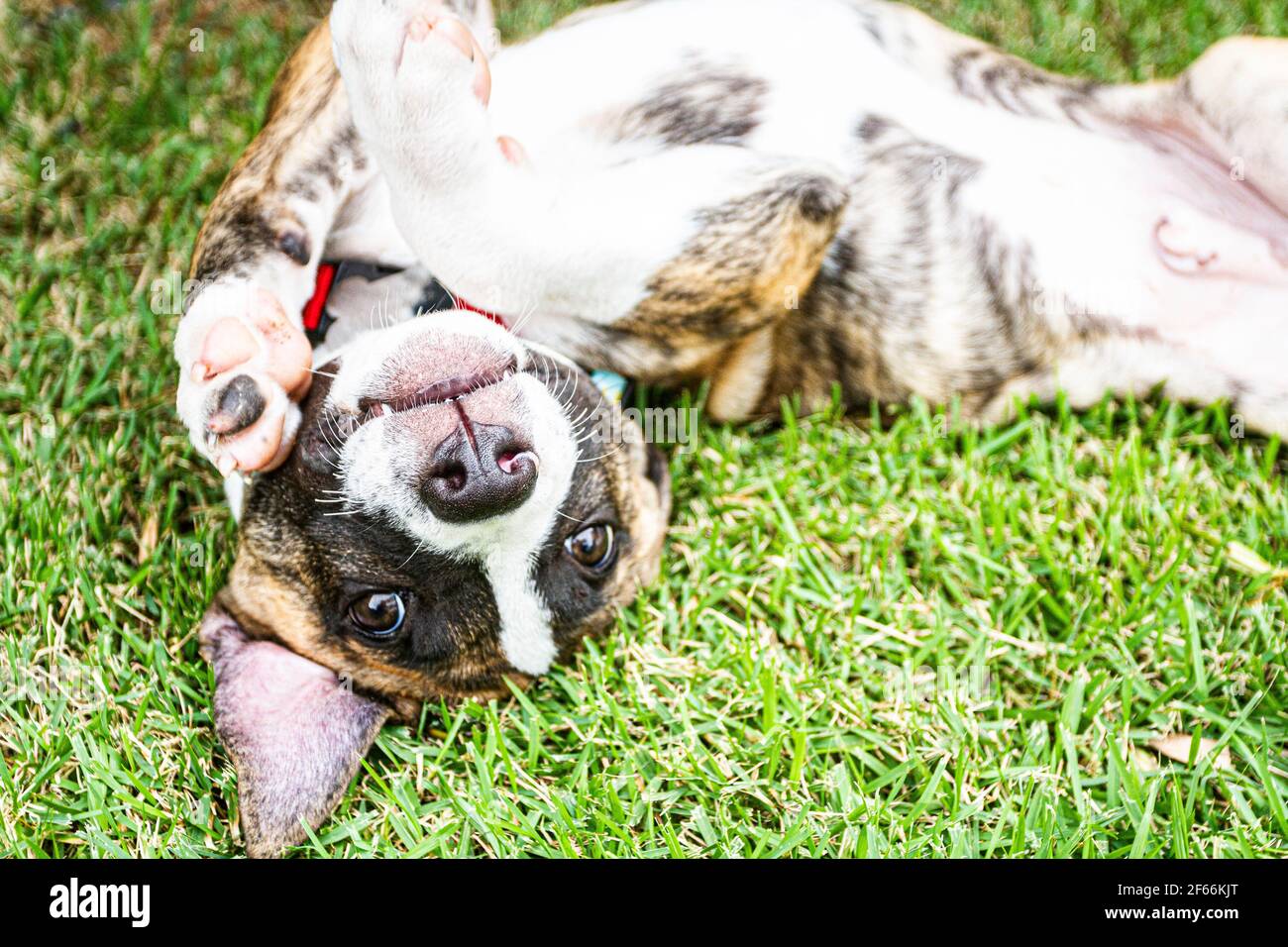 https www alamy com pitbull puppy dog playing on grass florianopolis santa catarina brazil image416883904 html