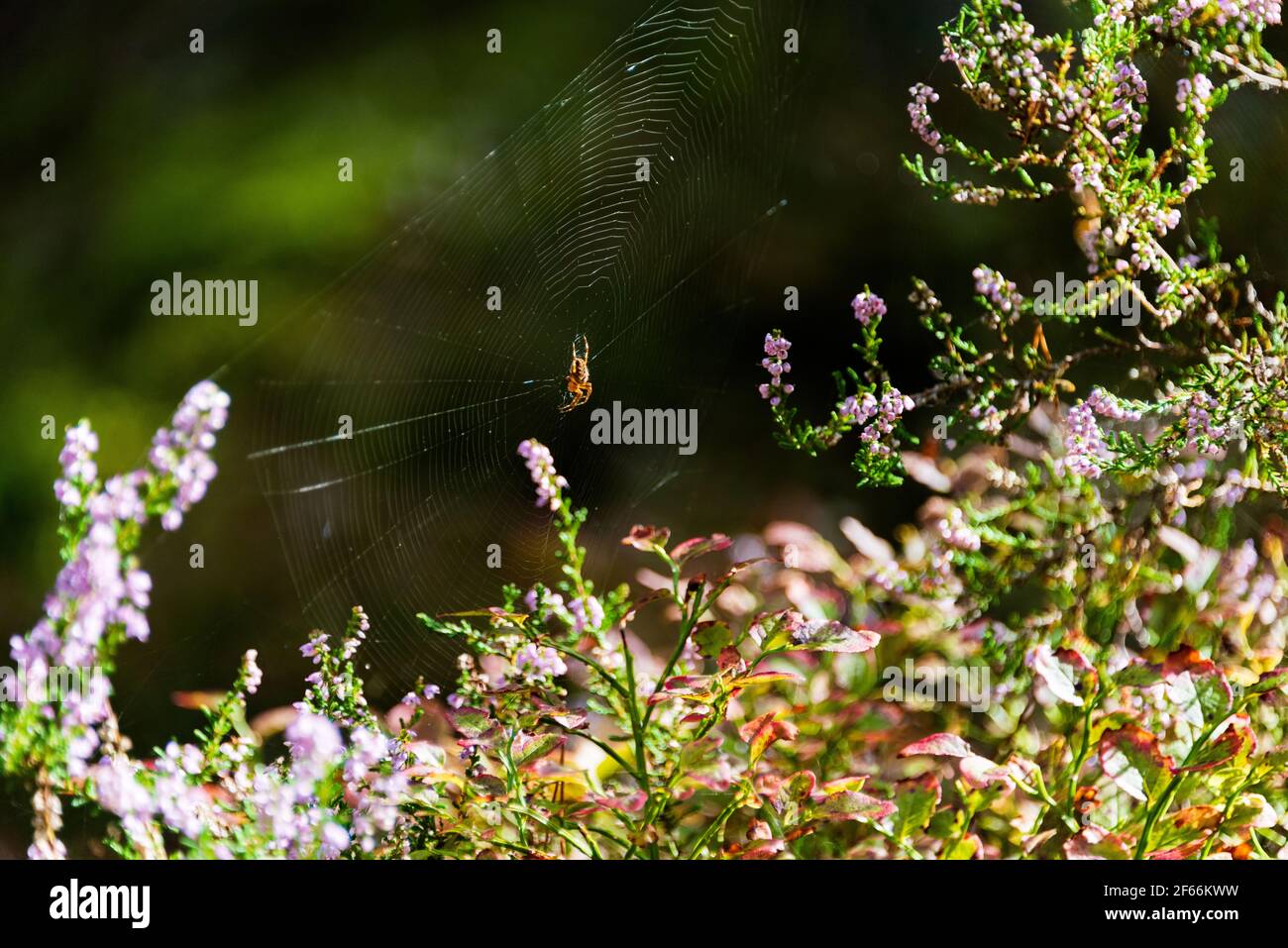 Der Pinienwald am Darßer Weststrand gehört zum Naturschutzgebiet Vorpommersche Boddenlandschaft. Eine Spinnehat am Waldboden ein Netz gespannt Stock Photo