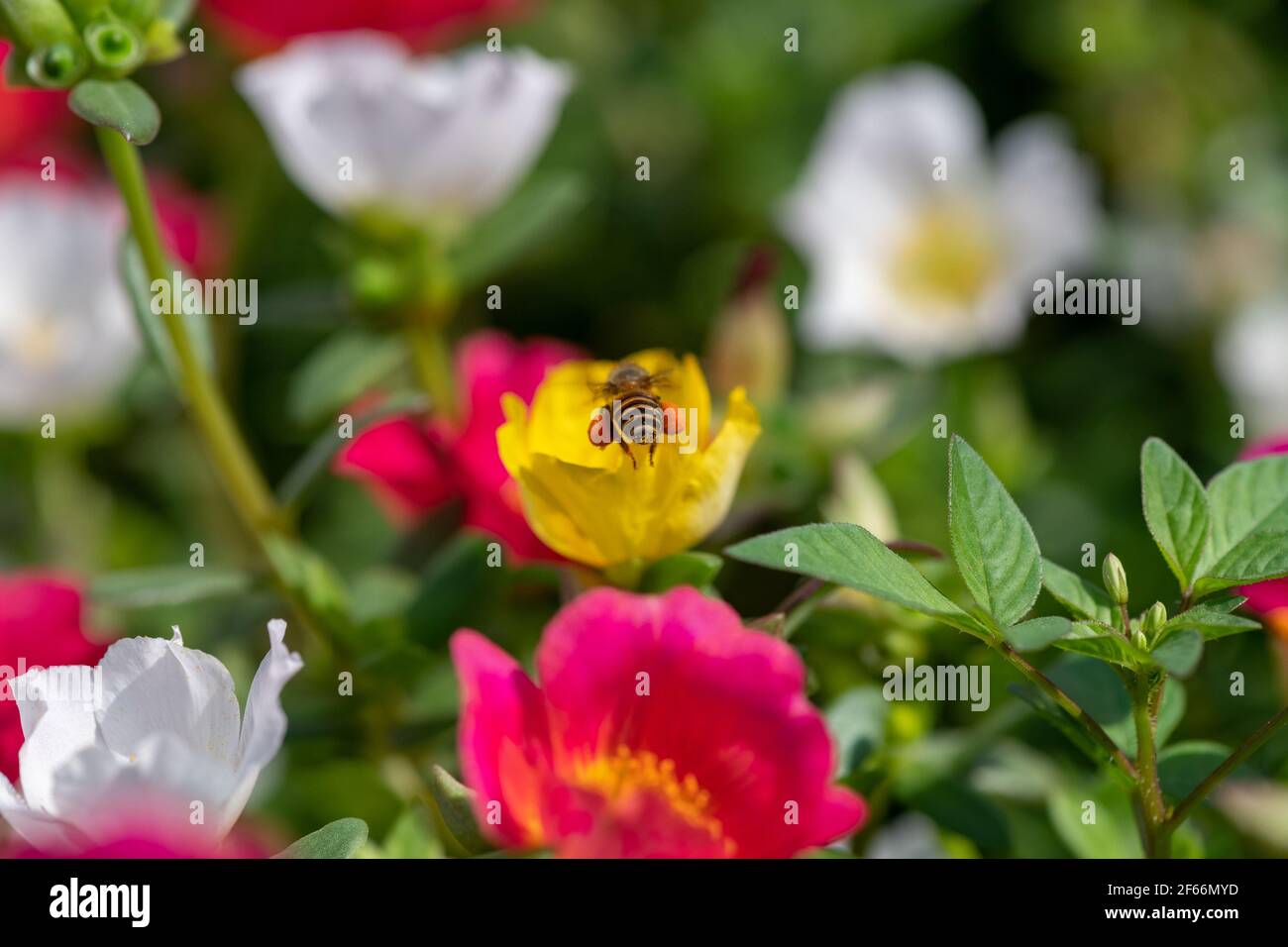 Honey bee in Portulaca grandiflora flower carrying pollens from one flower to another and collecting honey Stock Photo