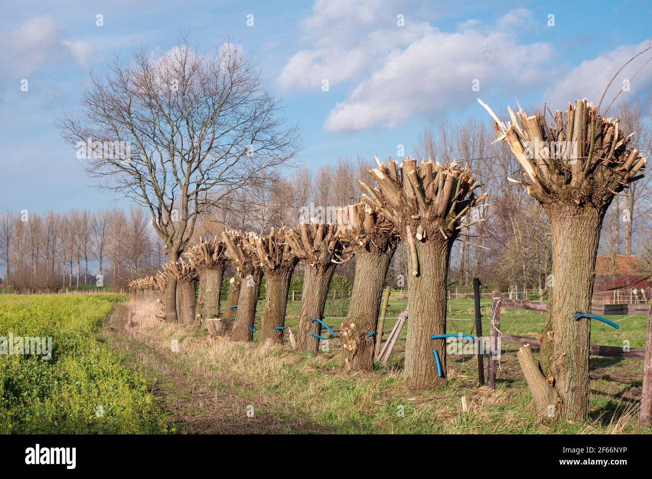 A row of freshly pruned willow trees Stock Photo Alamy