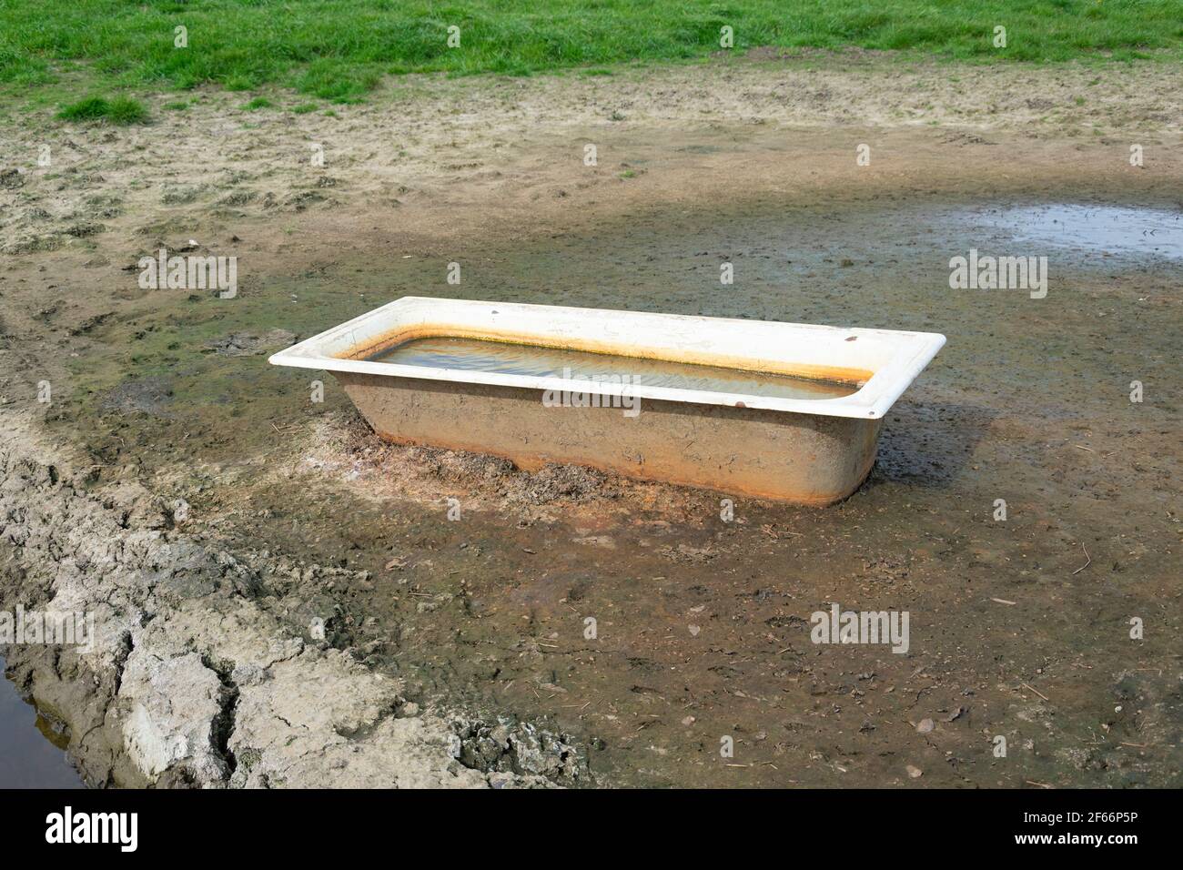 Old bathtub that stands in a field and serves as a drinking trough for feeding grazing animals Stock Photo