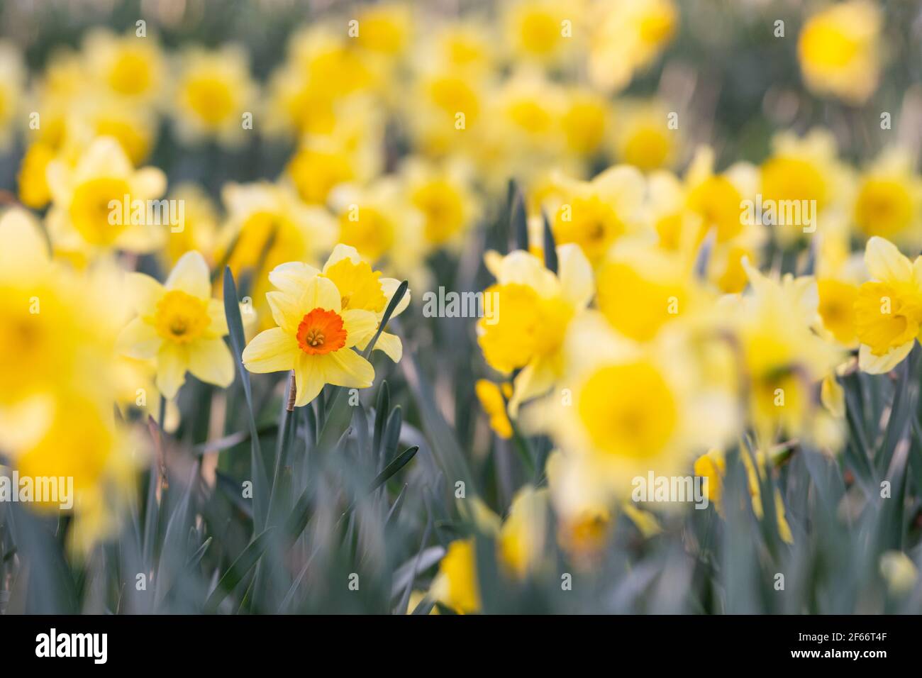 Orange daffodil (narcissus) in amongst a field of yellow daffodils. Odd one out, different, unique. Stock Photo