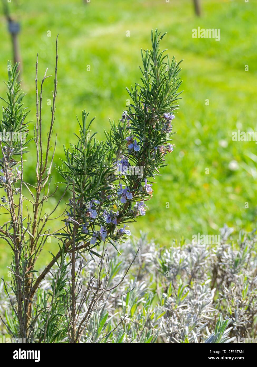 Rosemary plant close up in nature Stock Photo Alamy