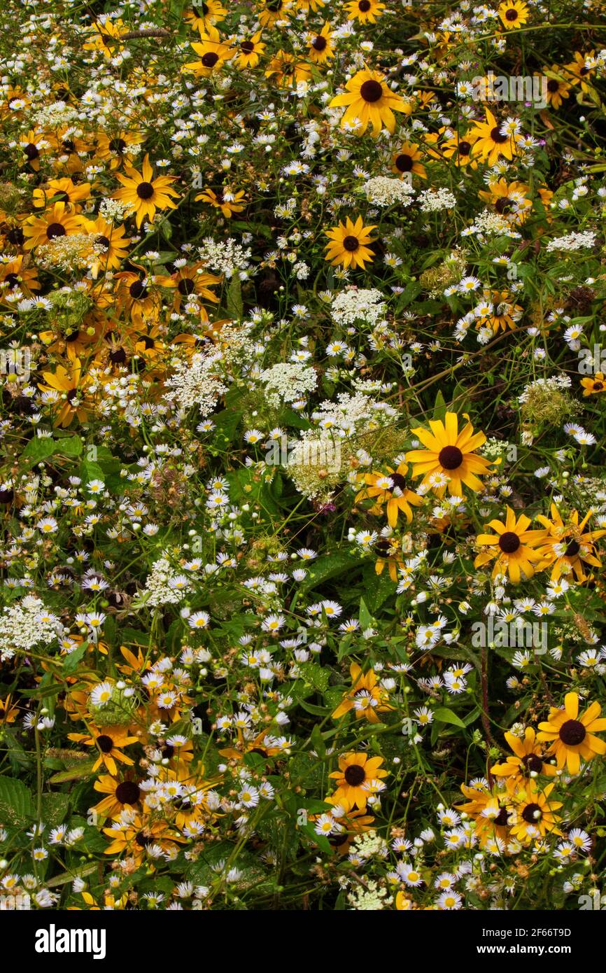 A natural garden of meadow wildflowers including Black-eyed Susan, Daisy Fleabane, and Queen Ann's Lace growing wild in Pennsylvania's Pocono Mountain Stock Photo