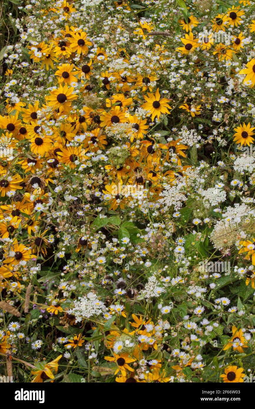 A natural garden of meadow wildflowers including Black-eyed Susan, Daisy Fleabane, and Queen Ann's Lace growing wild in Pennsylvania's Pocono Mountain Stock Photo