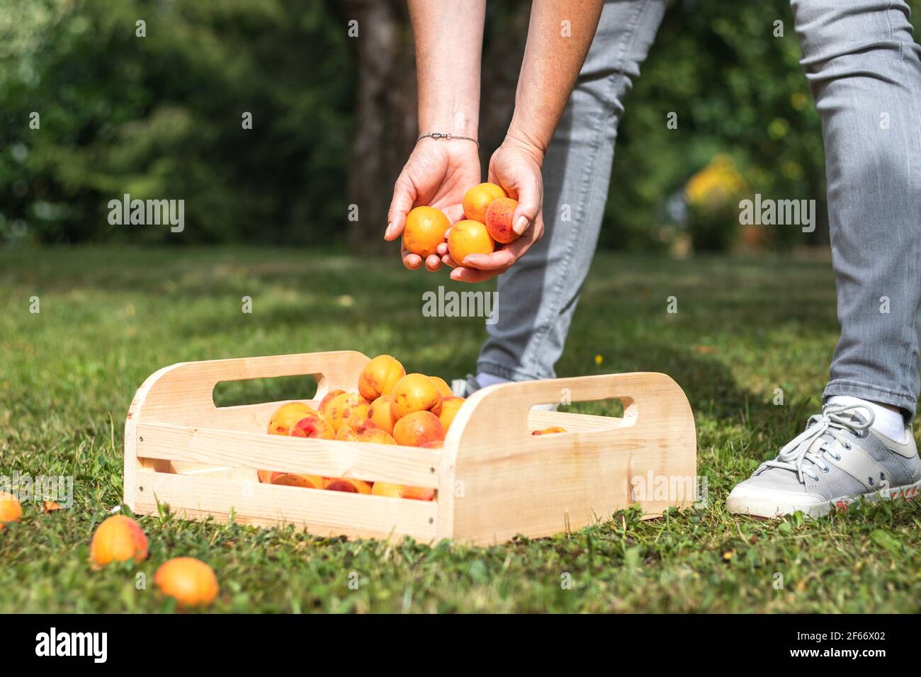 Woman picking apricots into wooden crate. Farmer harvesting fruit in orchard. Fresh homegrown produce at organic farm Stock Photo