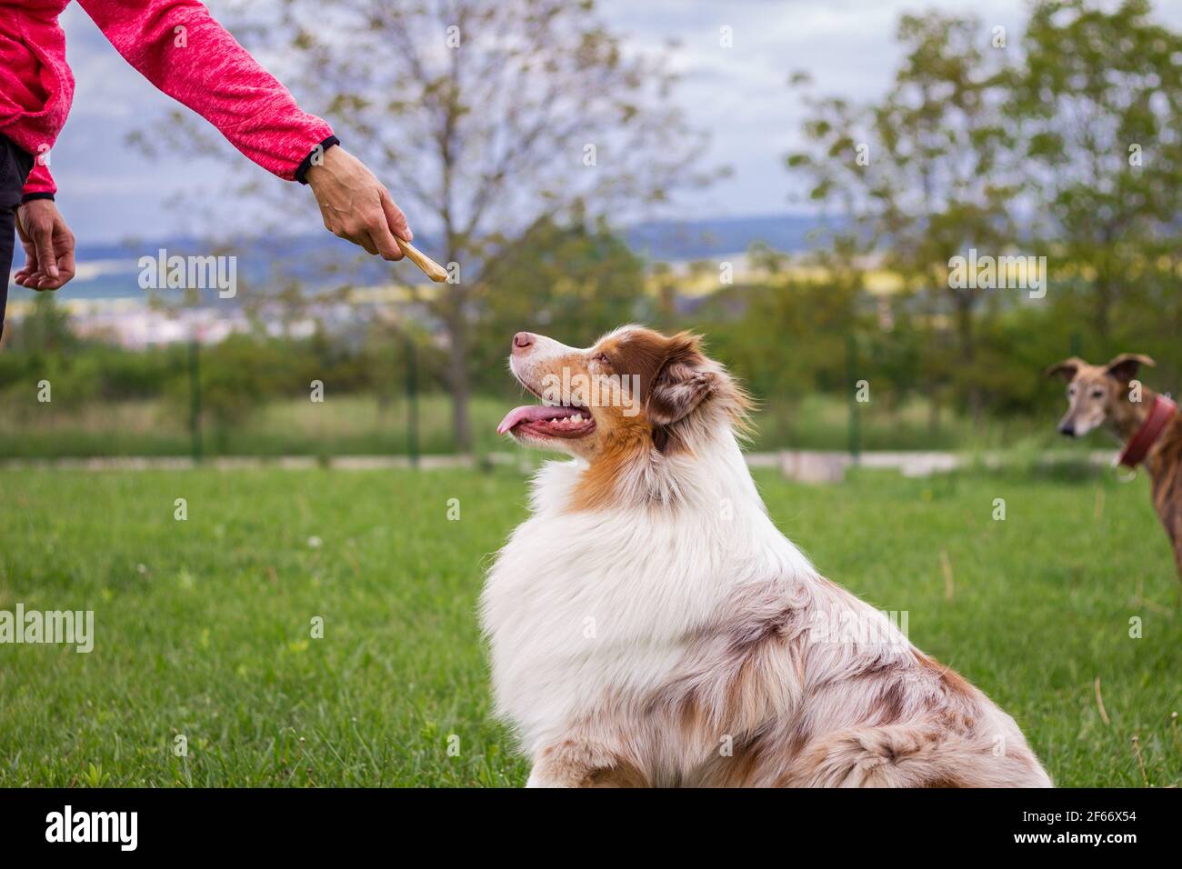 Woman and her dog doing animal obedience training. Cute Australian Shepherd outdoors. Animal trainer giving snack reward to dog after training. Stock Photo