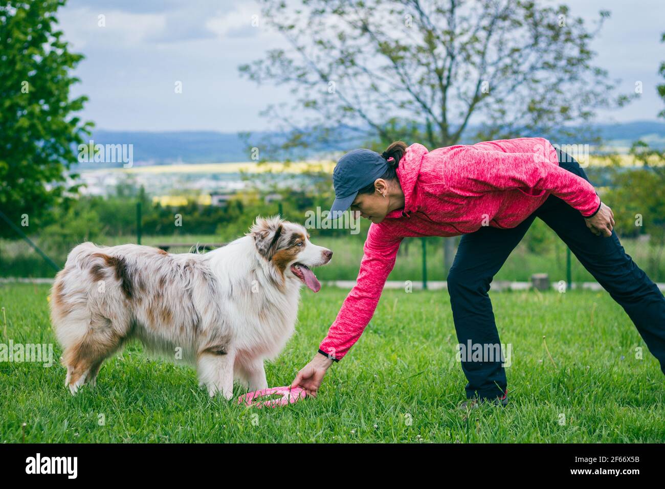 Pet owner with her dog. Australian Shepherd playing with plastic disc outdoors. Animal trainer training purebred dog Stock Photo