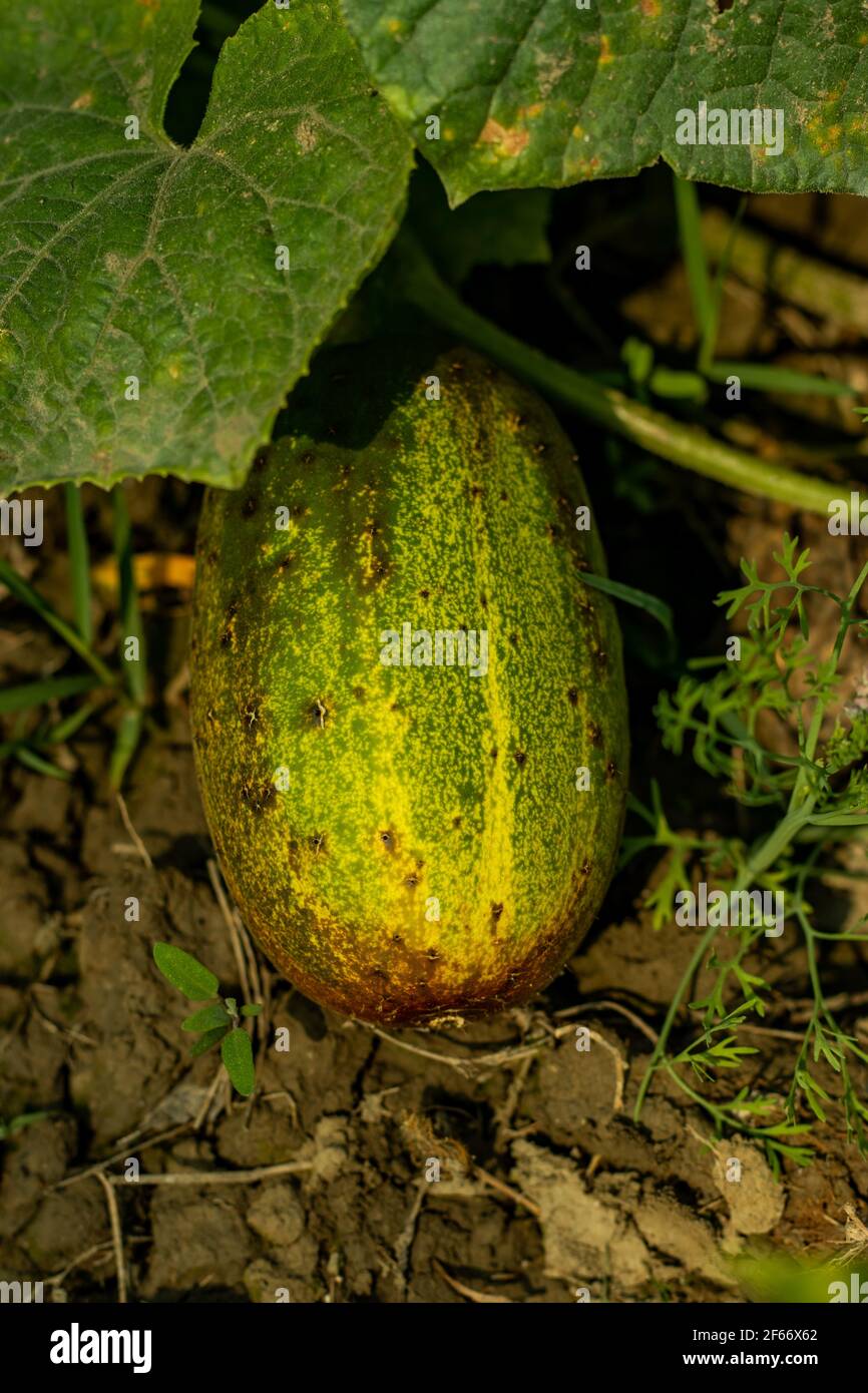 A vegetable that carries plenty of water. Cucumbers don't grow on a woody plant. Cucumber seeds and plants in your home vegetable garden Stock Photo