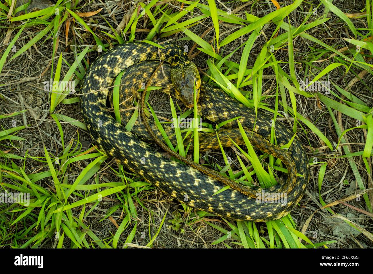 Amphiesma stolatum or Buff striped keelback snake sitting in the green grass in the morning.It is the sole species of the genus Amphiesma. It is a typ Stock Photo