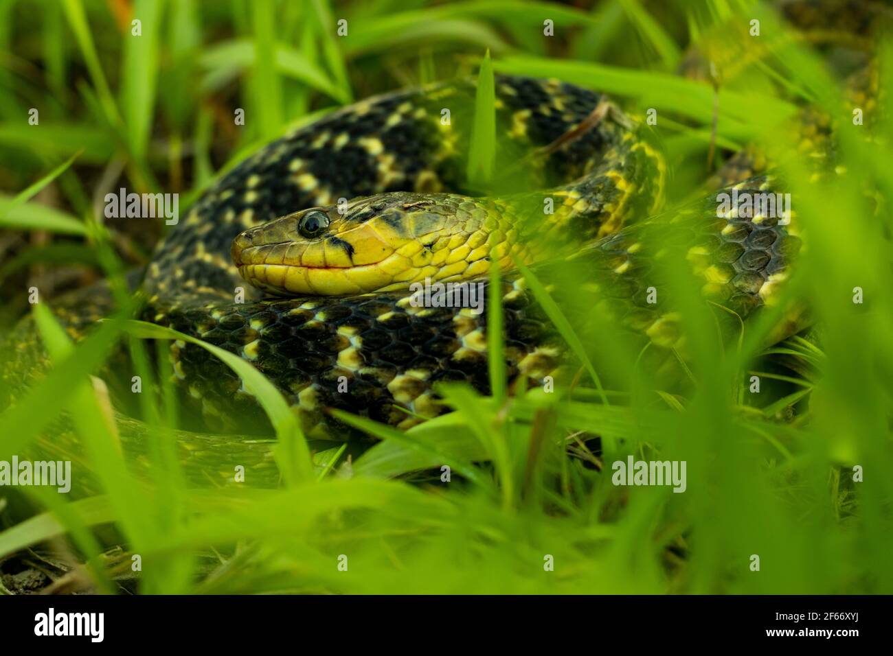 Buff striped keelback yellow and black striped snake sits in the green grass looking for food Stock Photo