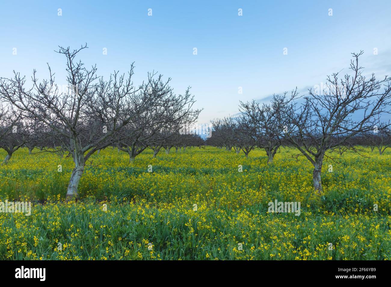 Blooming field mustard at the walnut farm in Gilroy, California, United States, in early spring. Stock Photo
