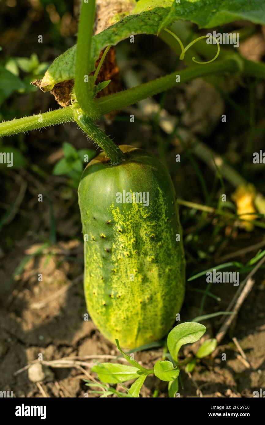 Fresh Cucumber is a summer vegetable Its green color and turning into yellow when in maturation. Cucumber or Shosha is a creeping vine plant in the C Stock Photo
