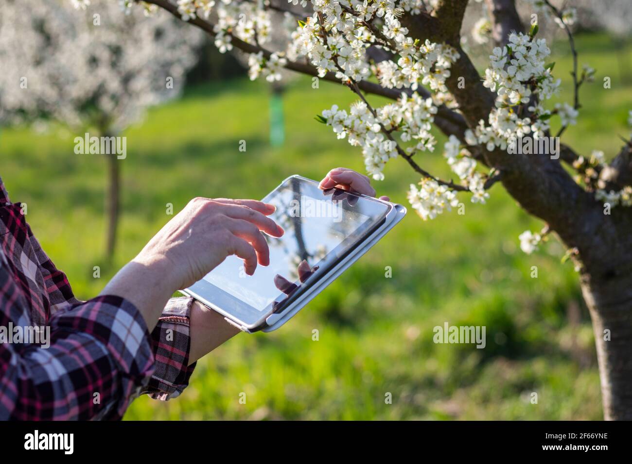 Farmer using digital tablet while examining blooming fruit tree in