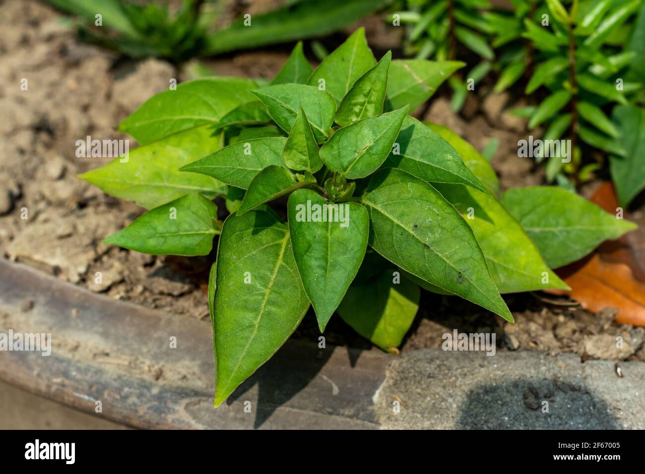 Growing potato cross section hires stock photography and images Alamy