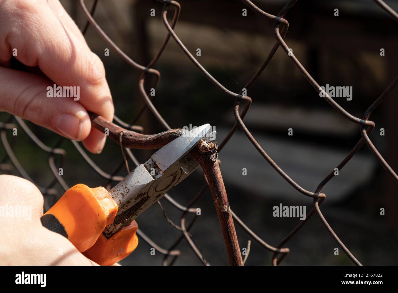 spring pruning of grapes,cleaning a grape bush from dry branches Stock Photo