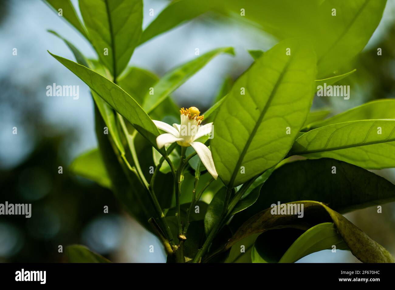 Lemon or Citrus limon is a Evergreen shrubs, fruit trees of the family Rutaceae genus Citrus which makes the flower of White 5 petals on Racemous Infl Stock Photo