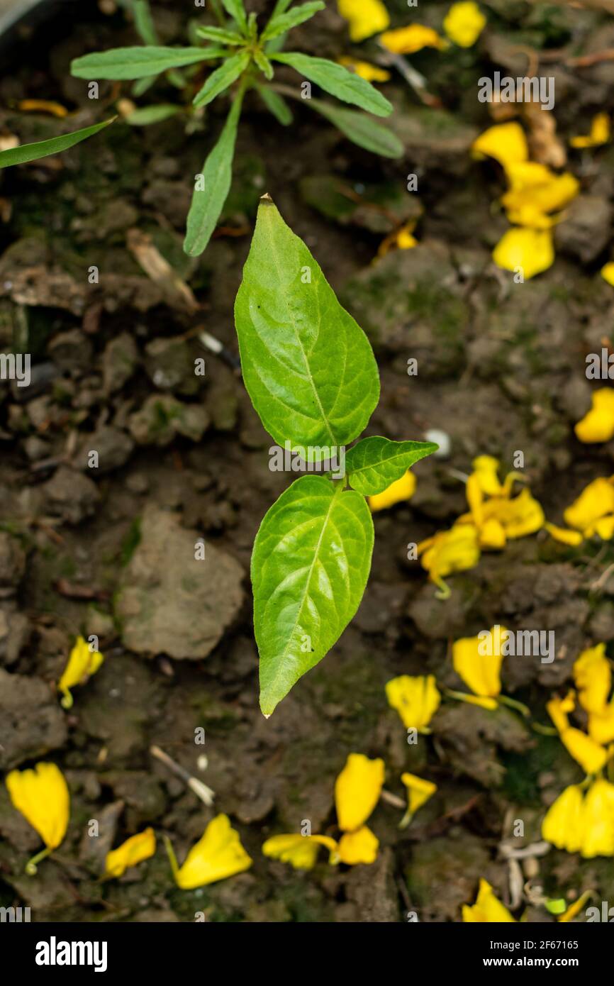 Indian naga hires stock photography and images Alamy