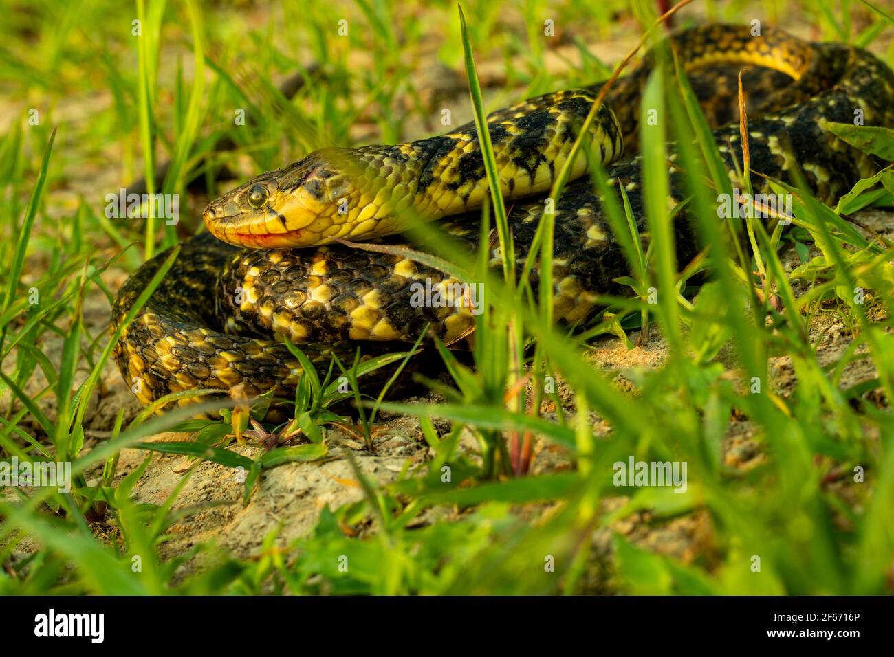 Non-Venomous Snakes is Amphiesma stolatum also called pet snake and he finding or hunting food in daylight on sitting the green grass Stock Photo