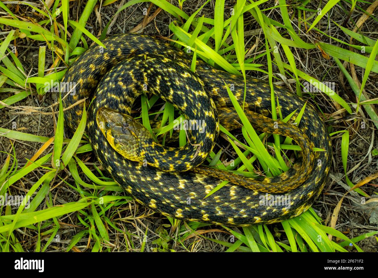 On top black gray and yellow color Amphiesma stolatum or Buff striped keelback snake sitting in the green grass in the morning Stock Photo