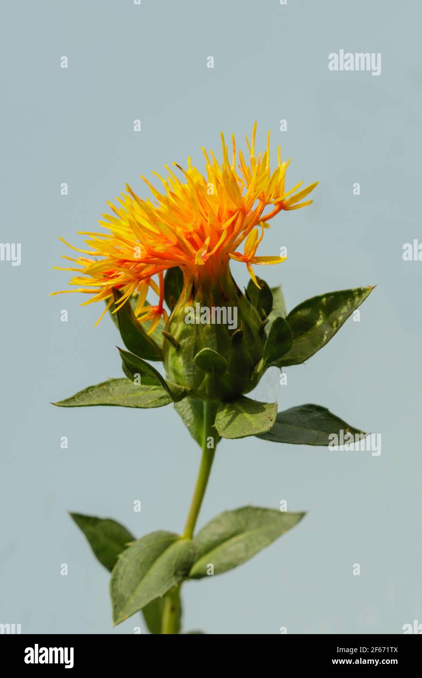 Production of Safflower plants and seed varieties from large farm