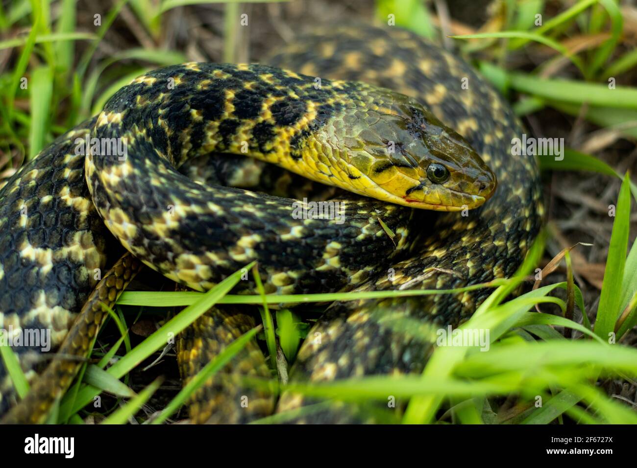 The buff striped keelback or Amphiesma stolatum snake is a species of nonvenomous colubrid snake found across Asia and sitting in the green grass look Stock Photo