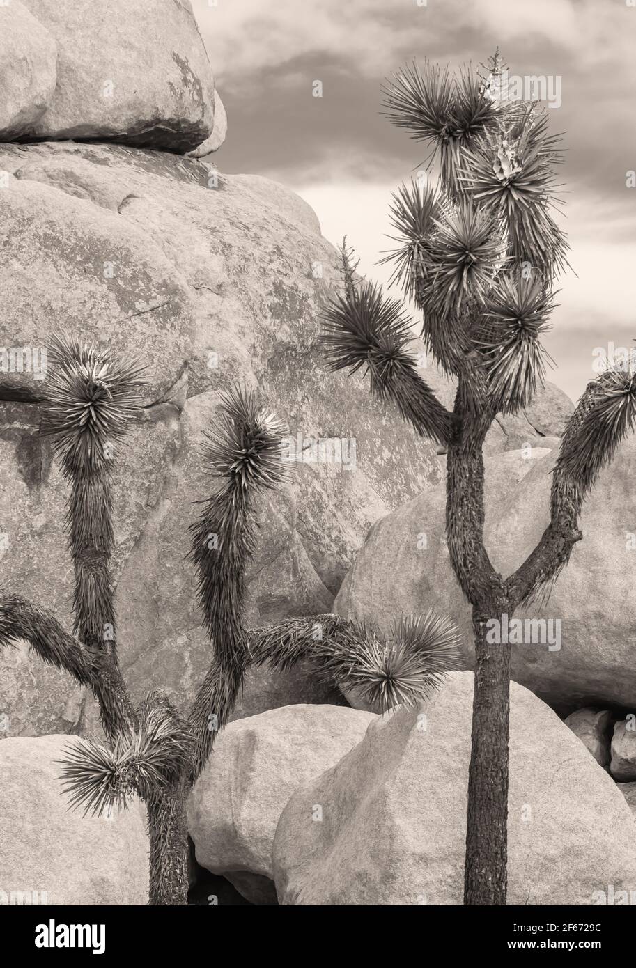 Joshua tree and the rock formation at Joshua Tree National Park, California, USA. Stock Photo