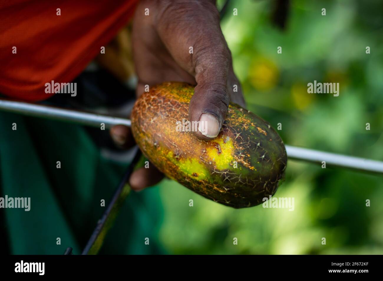 The farmer man holds a green Cucumber in his hand and standing in his own biggest Cucumbers plants Stock Photo