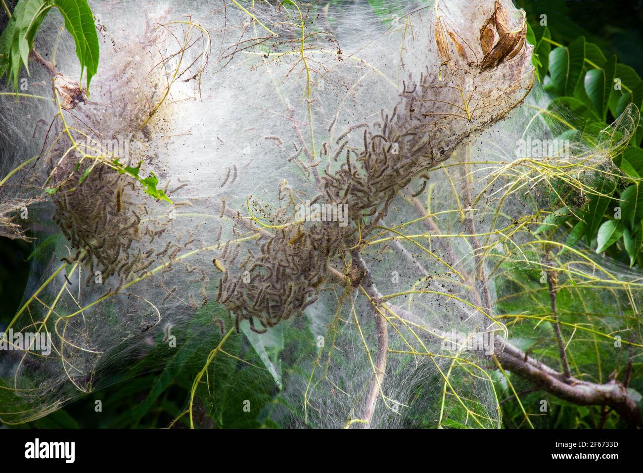 The web of Fall Webworm on the branches of a Black Walnut tree in Pennsylvania's Pocono Mountains. Stock Photo