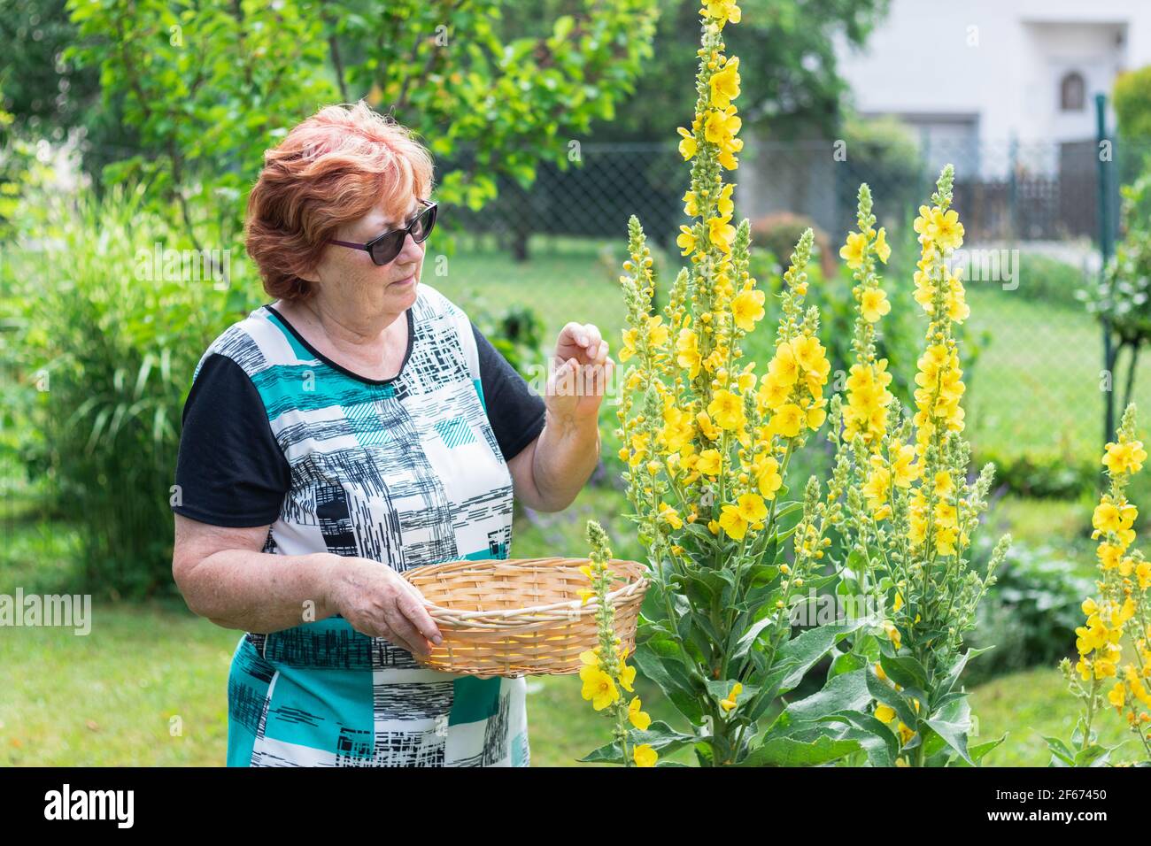 Active senior woman harvesting verbascum flower for alternative herbal medicine. Healthy retirement gardening in organic garden. Yellow mullein herb Stock Photo
