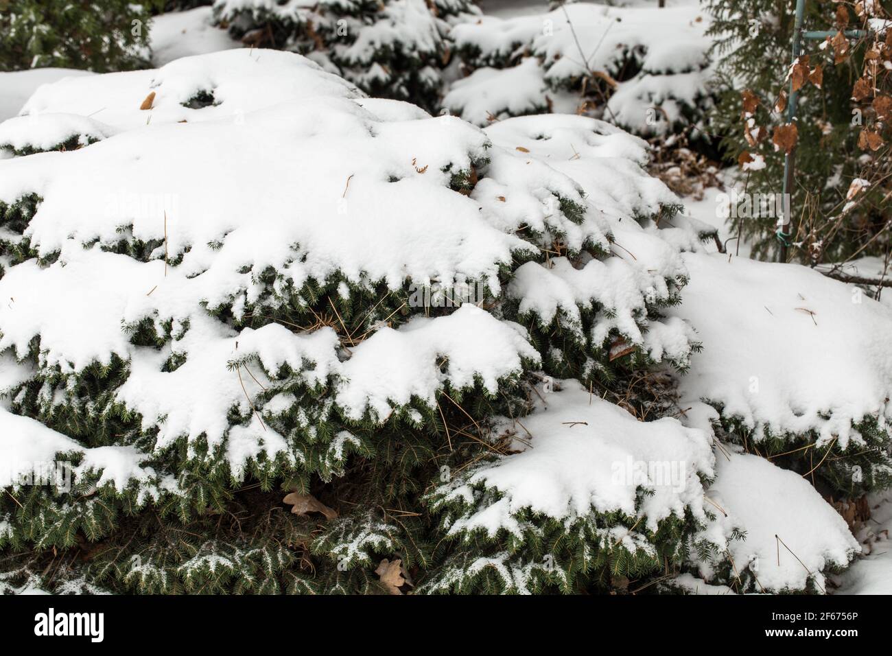 Frosted fir tree hi-res stock photography and images - Alamy
