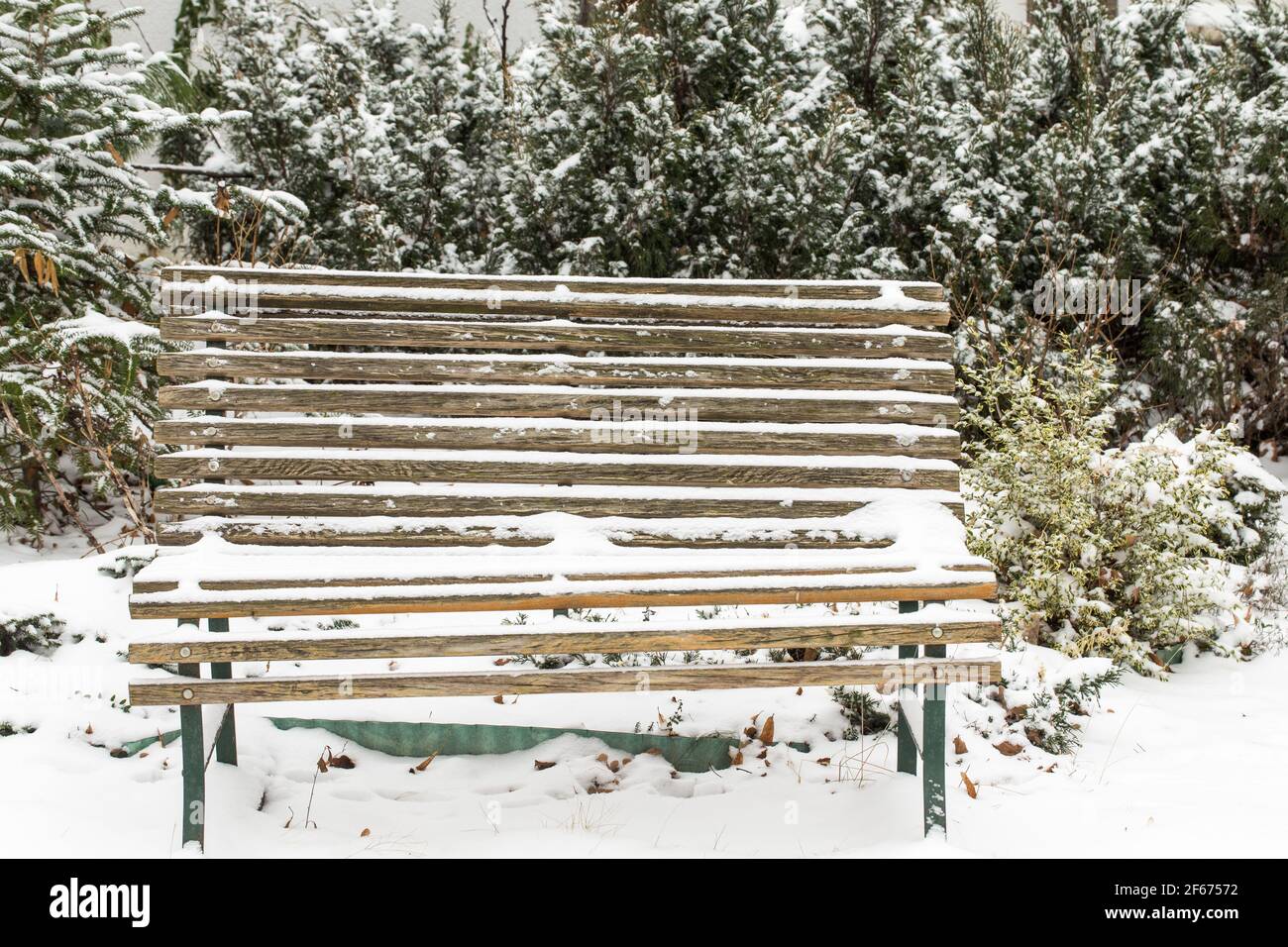 First snow on the tuja and garden bench. Close up of bench front tuja. Stock Photo
