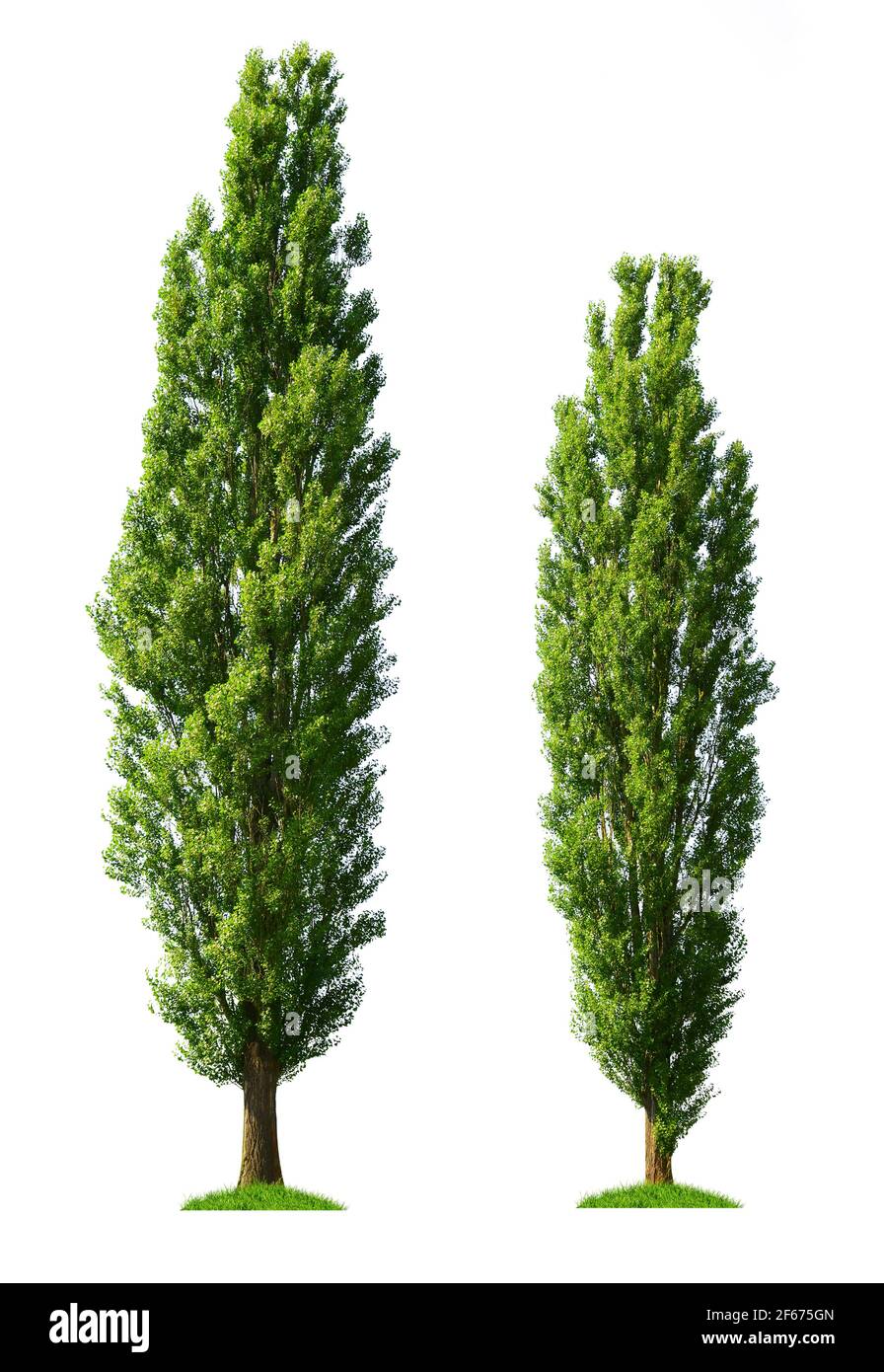 Two poplar trees isolated on a white background Stock Photo Alamy