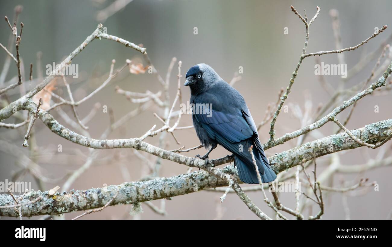 A Western/Eurasian/European Jackdaw (Corvus monedula) or simply a Jackdaw perching on an oak branch. The Jackdaw is a passerine bird in the crow famil Stock Photo