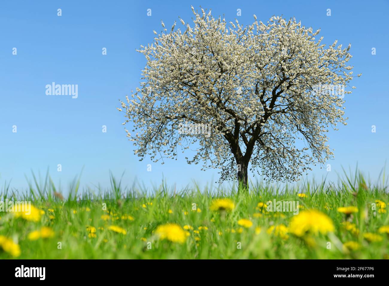 Spring meadow cherry tree hi-res stock photography and images - Alamy