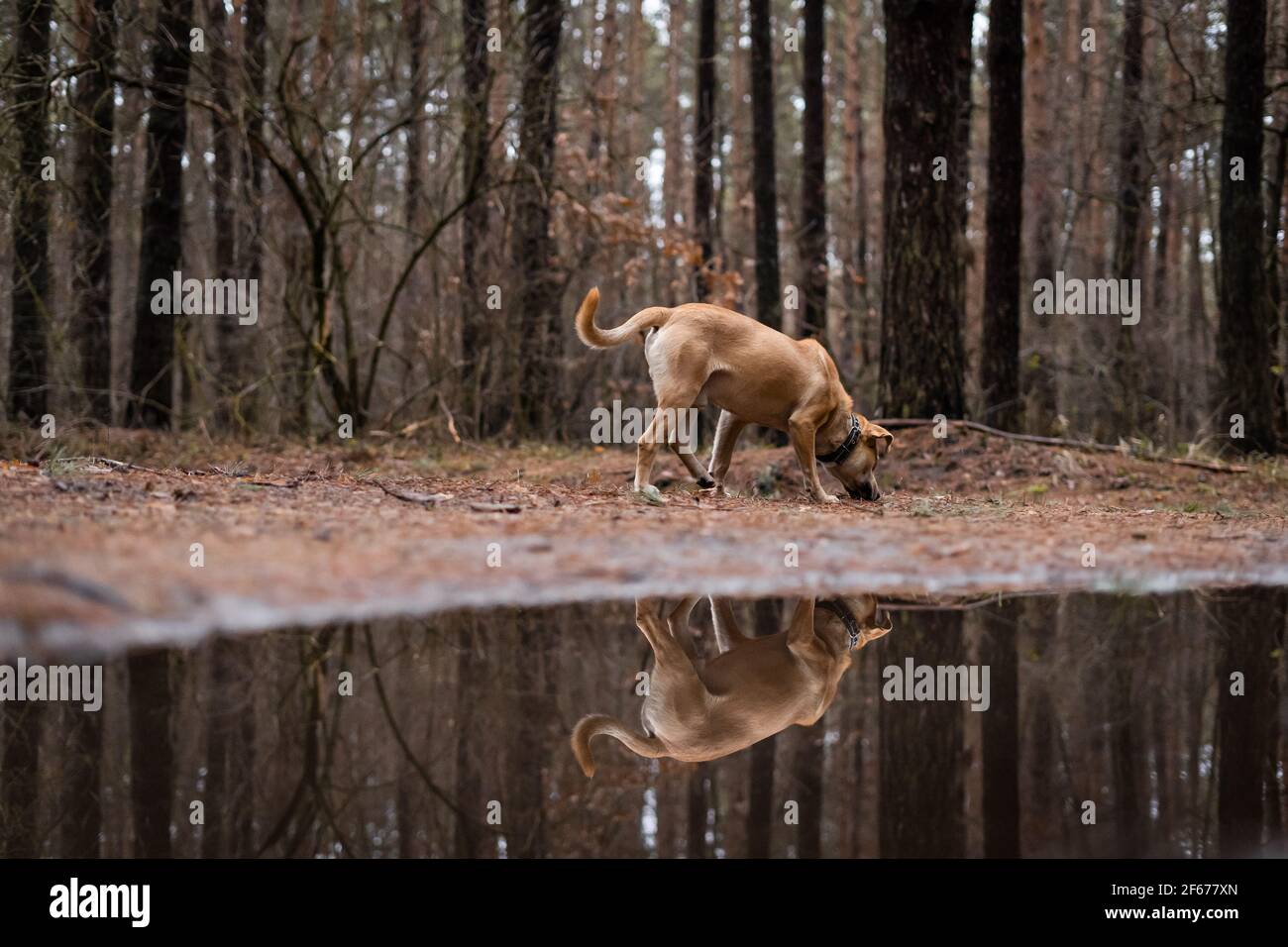 Coffee colored dog walking in the autumn forest Stock Photo - Alamy