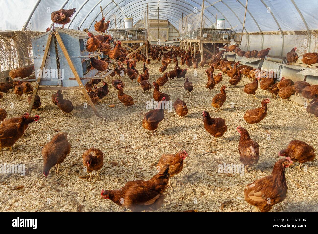 Red free-range chickens in large chicken coop facility on organic farm. Stock Photo