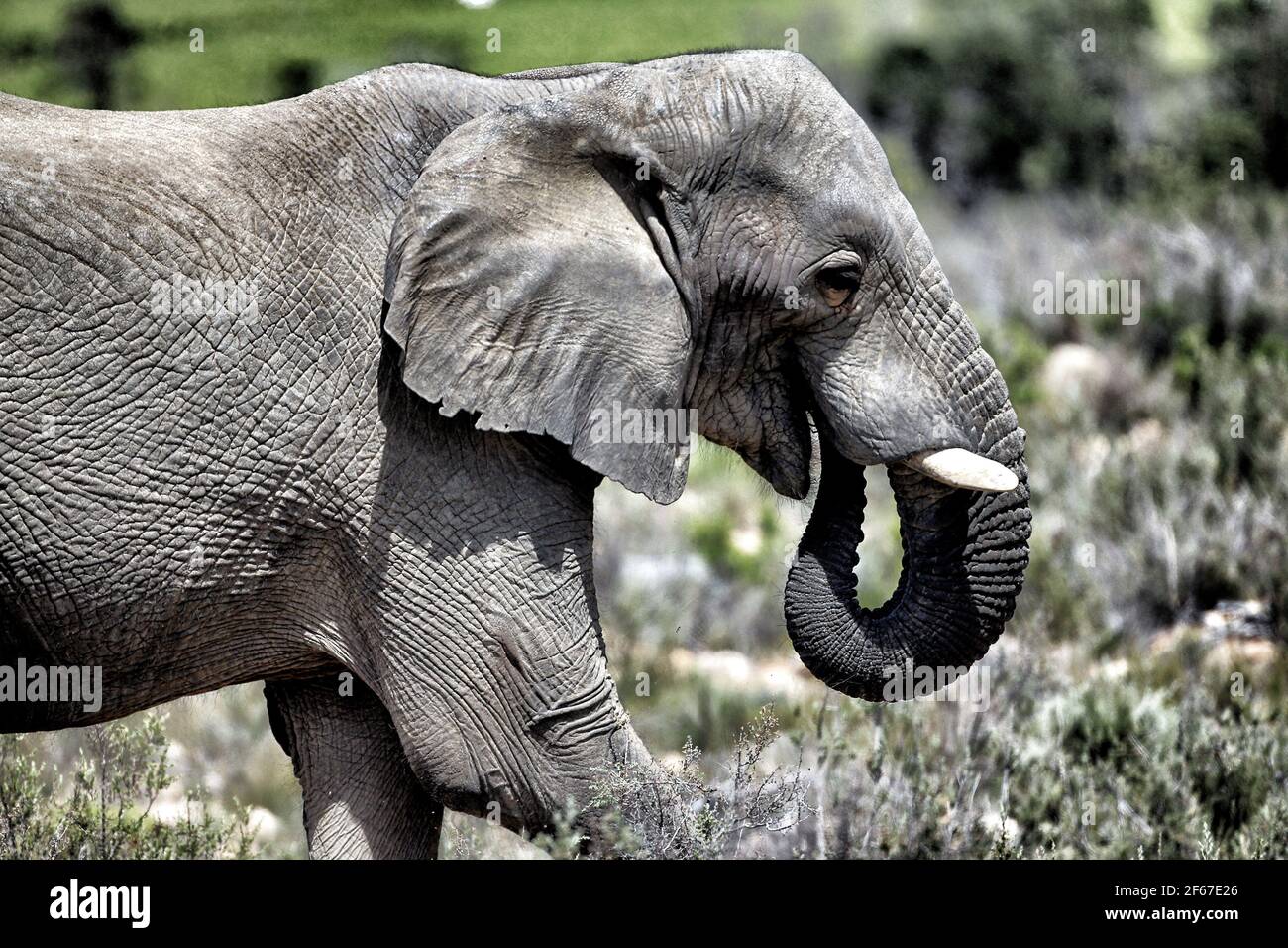 2017 African Lion High Resolution Stock Photography and Images - Alamy