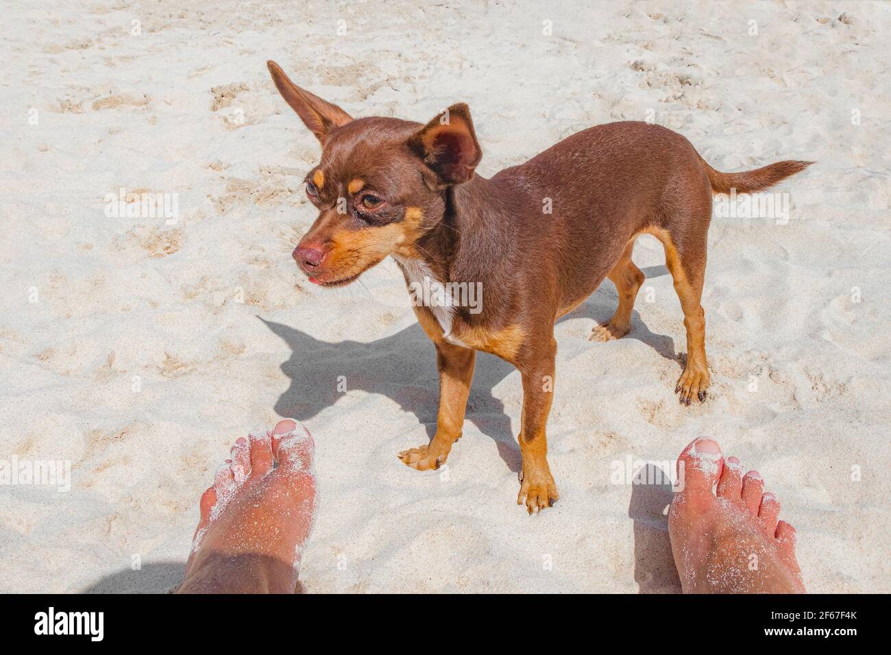 mexican beach dog