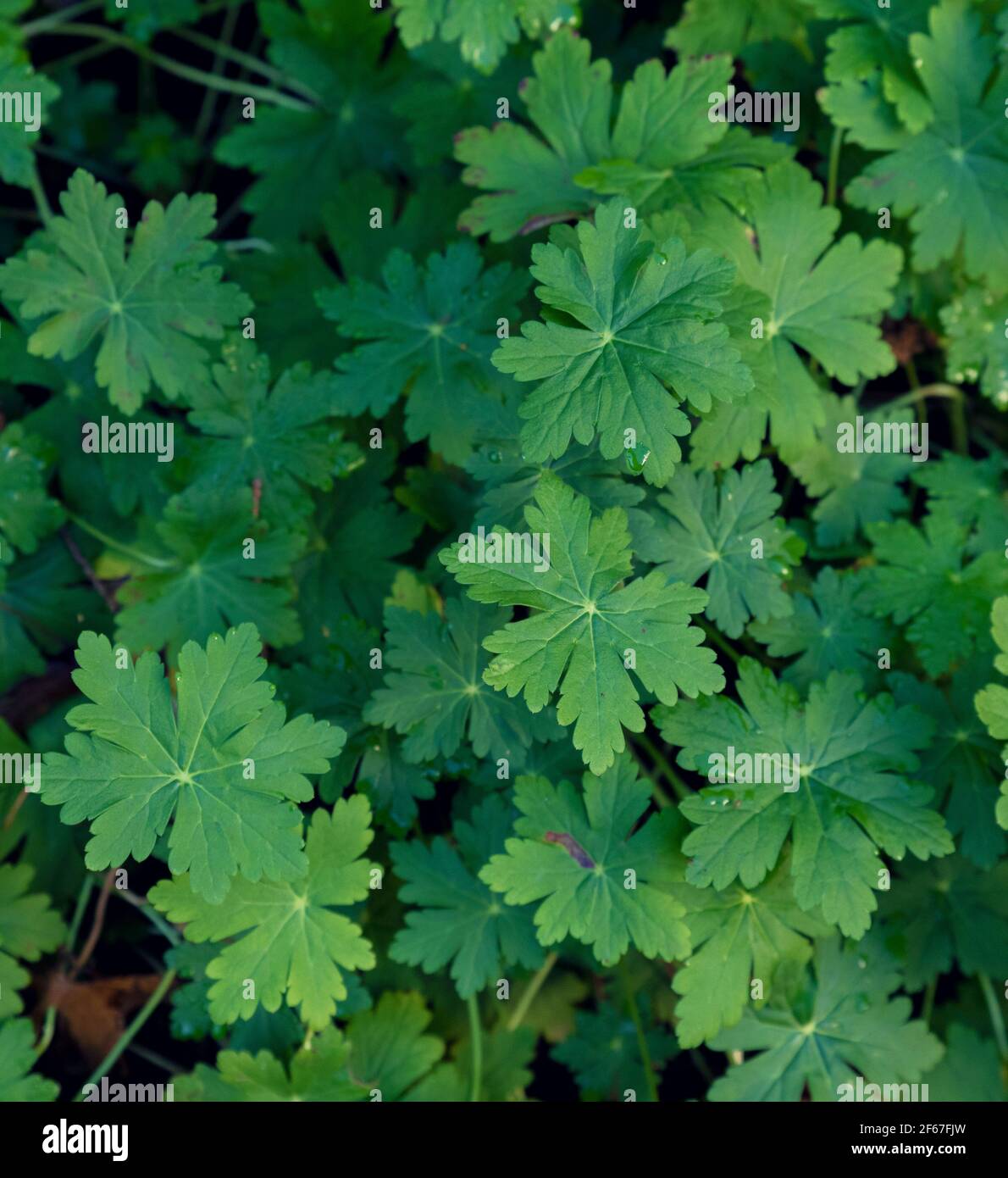 Background of green perennial geranium in the garden Stock Photo