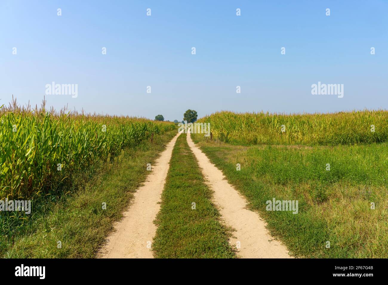 Path in the country near Bereguardo, Pavia, Lombardy, Italy, at September Stock Photo